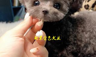 北京哪里有卖茶杯犬